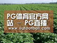 种植基地五(图1)