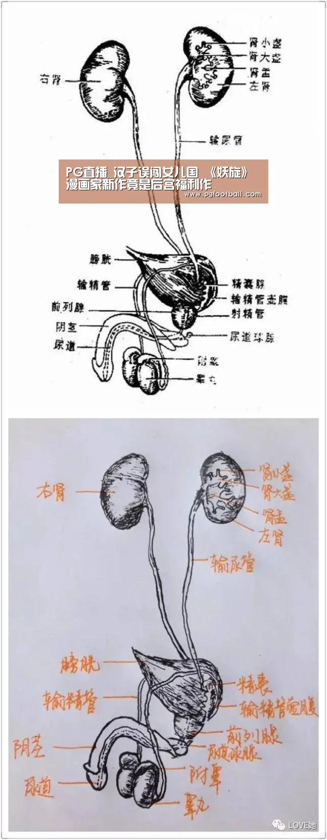 PG直播_汉子误闯女儿国 《妖旋》漫画家新作竟是后宫福利作(图1) PG直播
